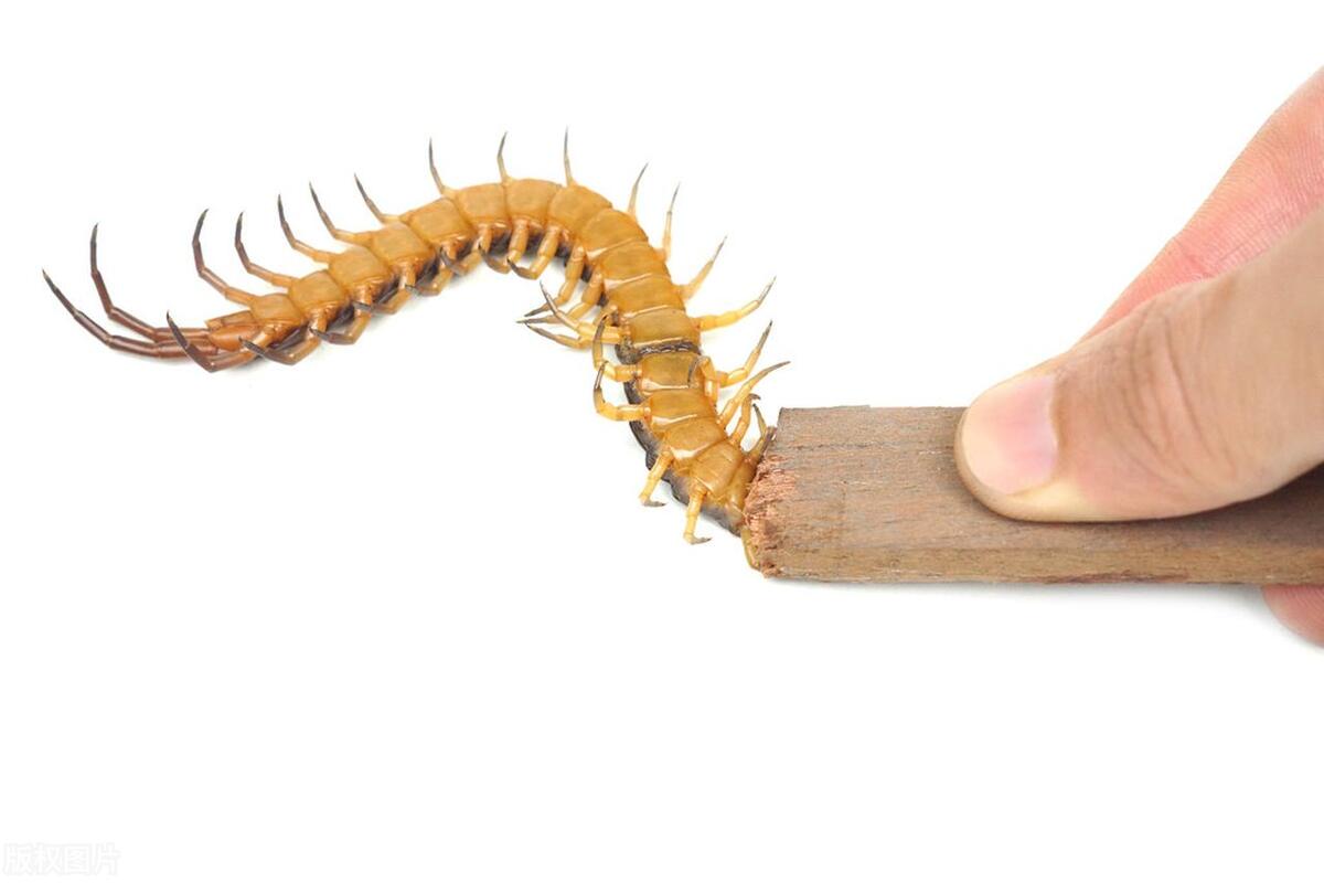 家里的蜈蚣怎么消灭最彻底的,家里有蜈蚣怎么才能消灭彻底