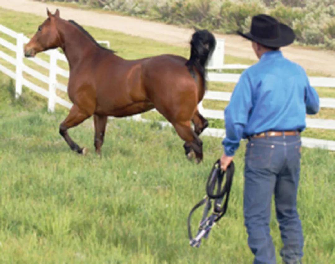骑手落马,骑手落马马匹失控