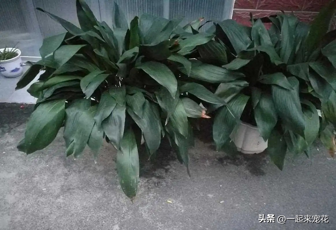 最适合室内养的十种花有哪些,4种花适合新手养漂亮好养