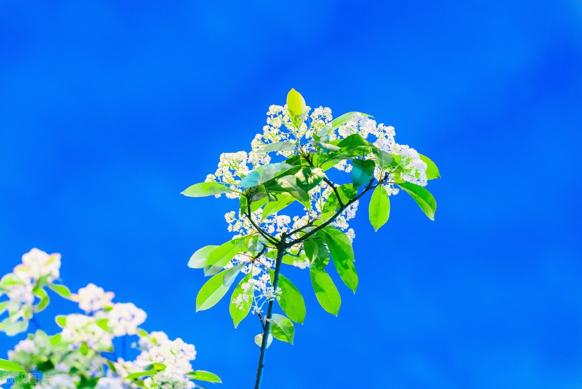 石楠花的特点,为什么现在这么多石楠花