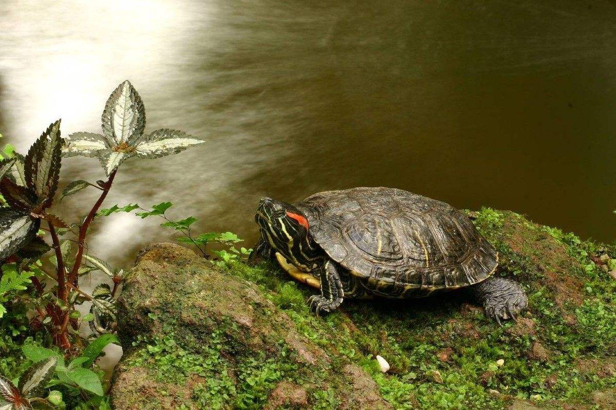用棉布给乌龟冬眠的好处,乌龟冬眠用椰土的好处和坏处