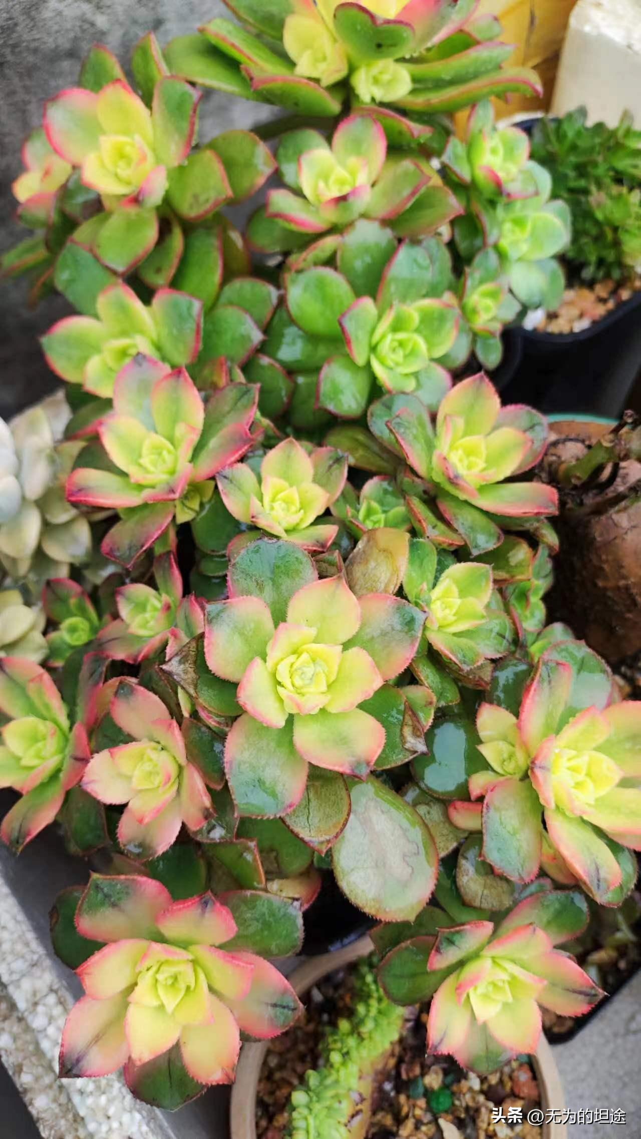 亮晶晶的黄翡翠手镯,亮晶晶的翡翠