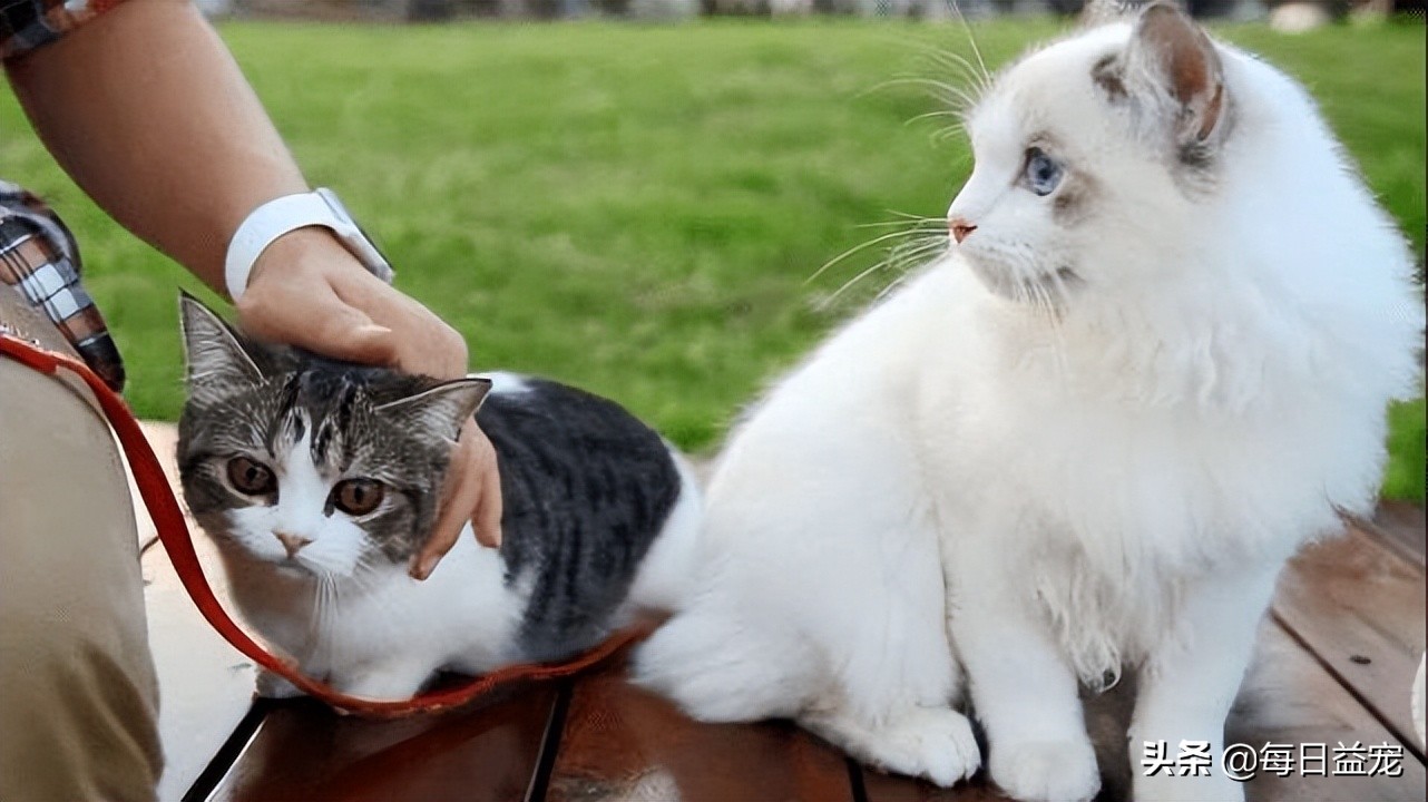 铲屎官们需要引起注意,铲屎官最担心的一天