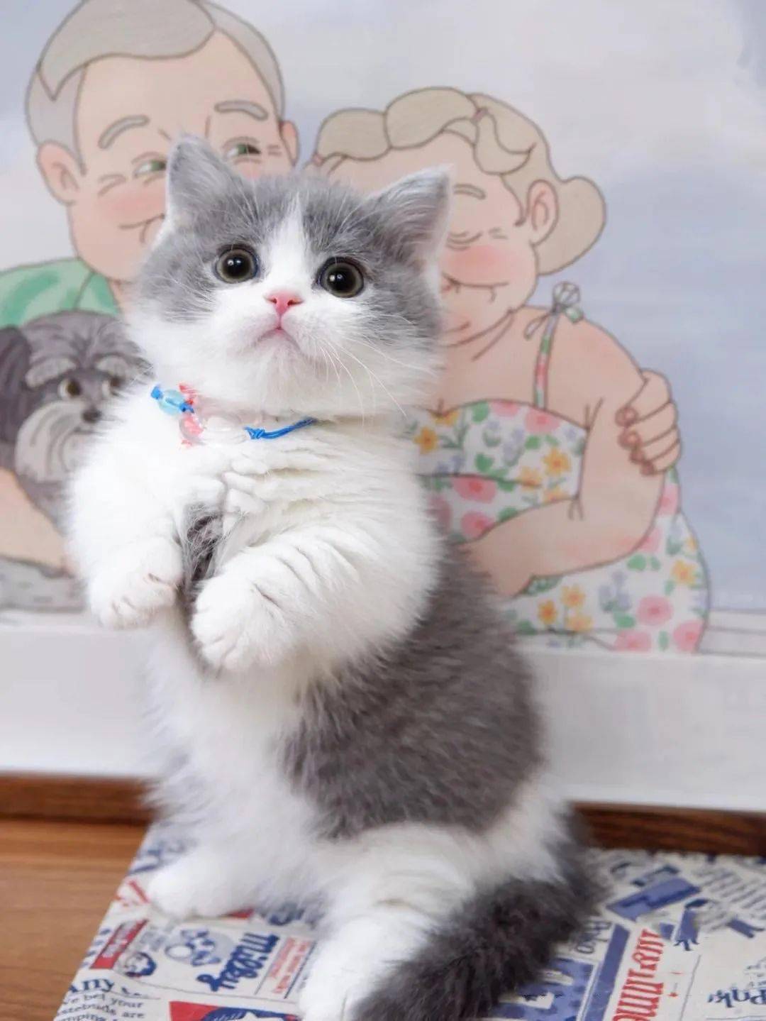 劝大家买猫的时候千万别买两只猫,买猫一时爽养猫火葬场