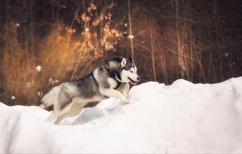 新手养狗千万别养哈士奇,是不是第一次养狗不要养哈士奇