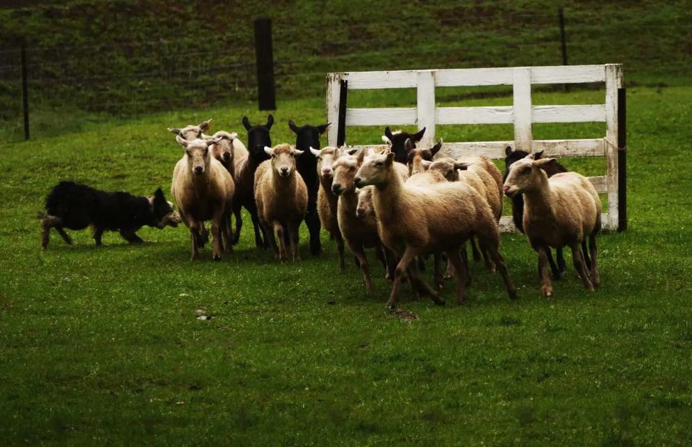 17世纪英国商人的优势,17世纪英国对外贸易