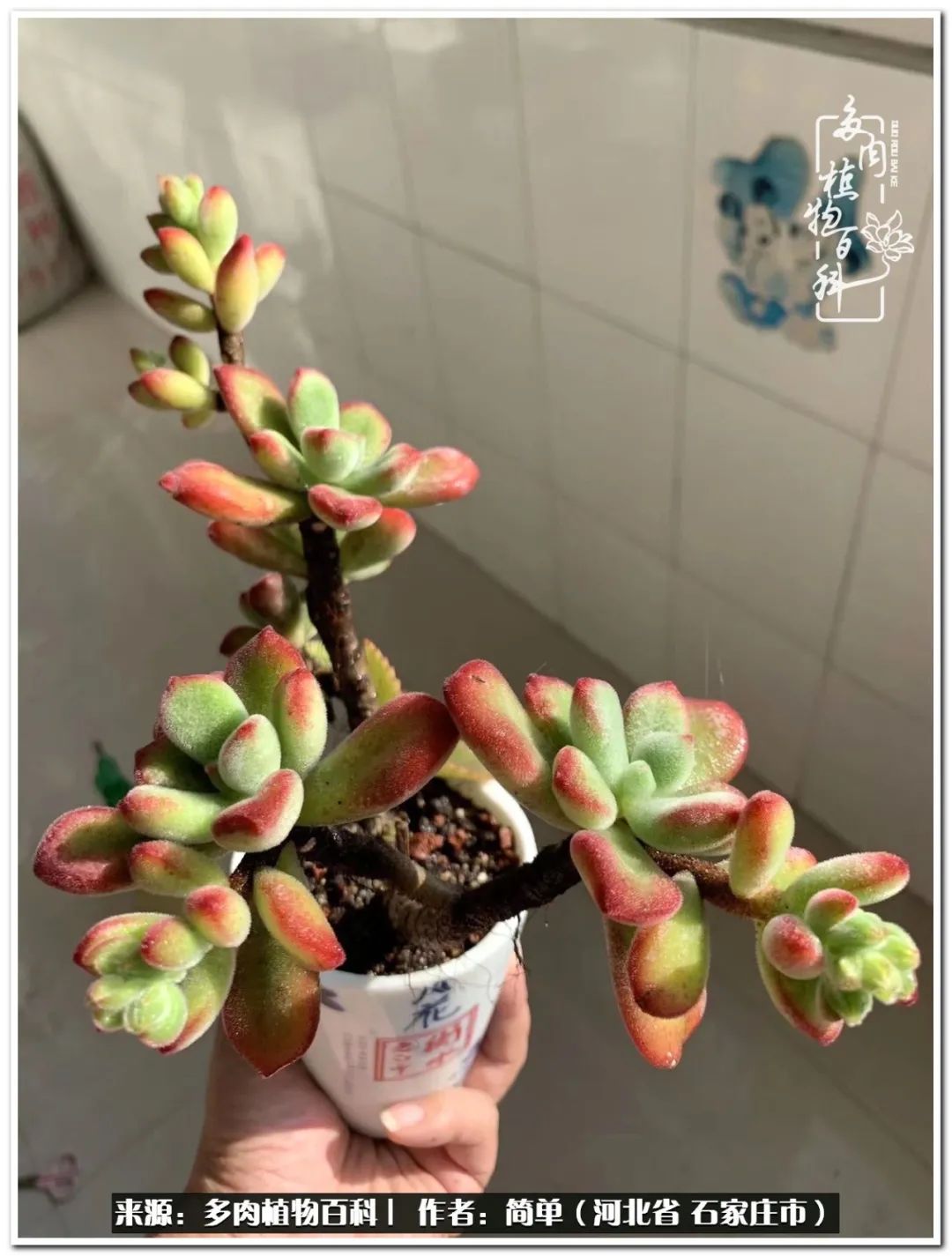 自从养了多肉以后视频,养多肉治愈生活中的疲惫和琐碎