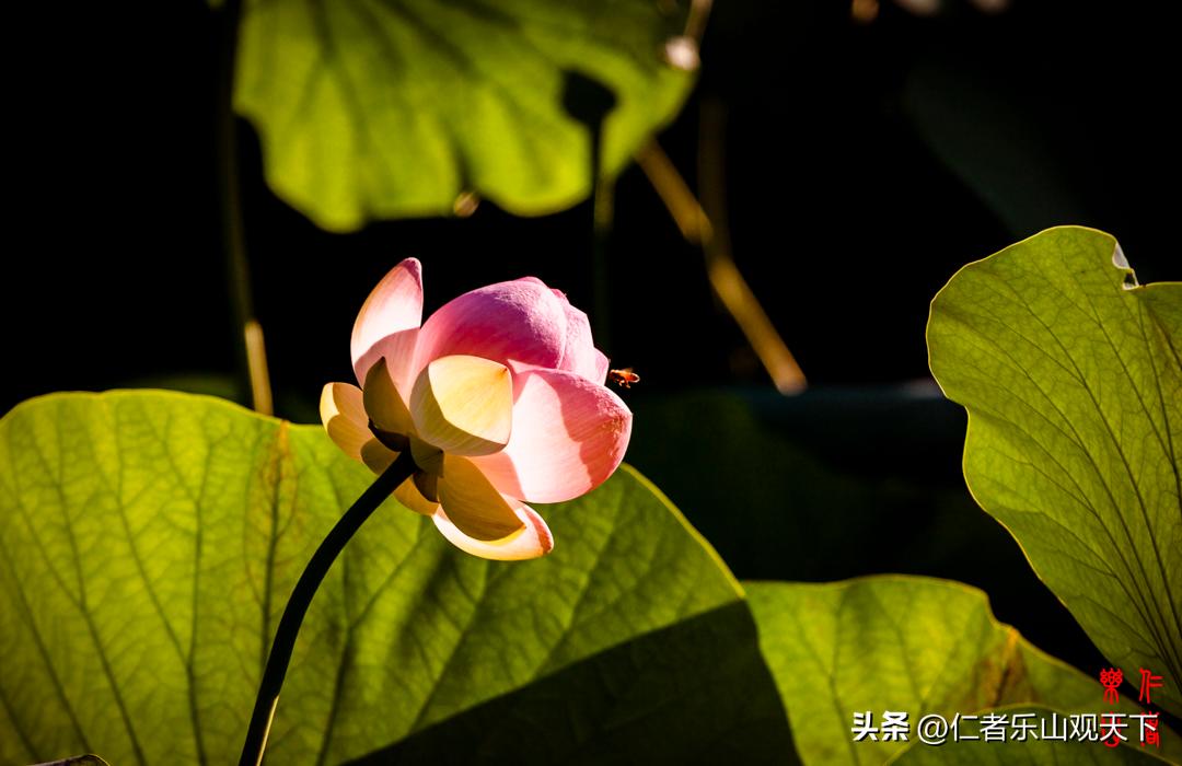 最后的摇曳——只为那绳命的回晃