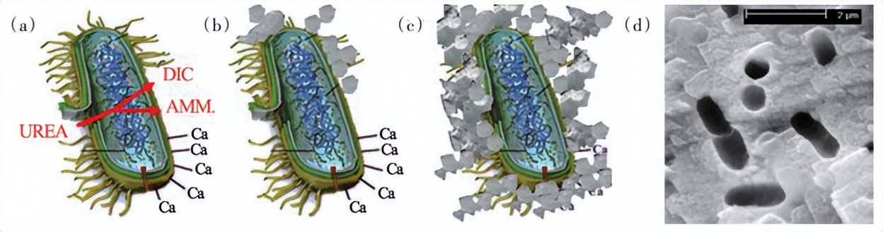 水泥自修复技术,微生物自修复水泥