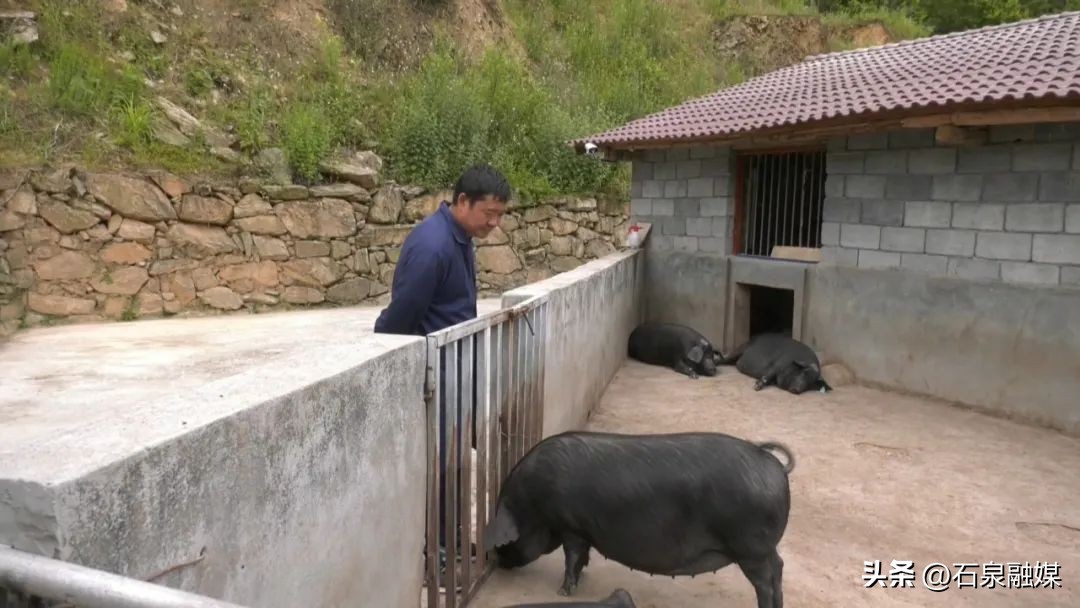 走基层看发展——池河镇丨石泉县池河镇：构建生猪全产业链条助推产业高质量发展