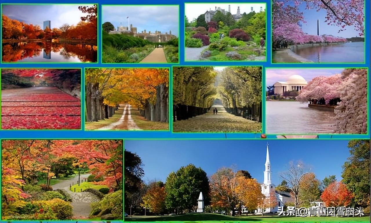 种树发财的人,种树能致富