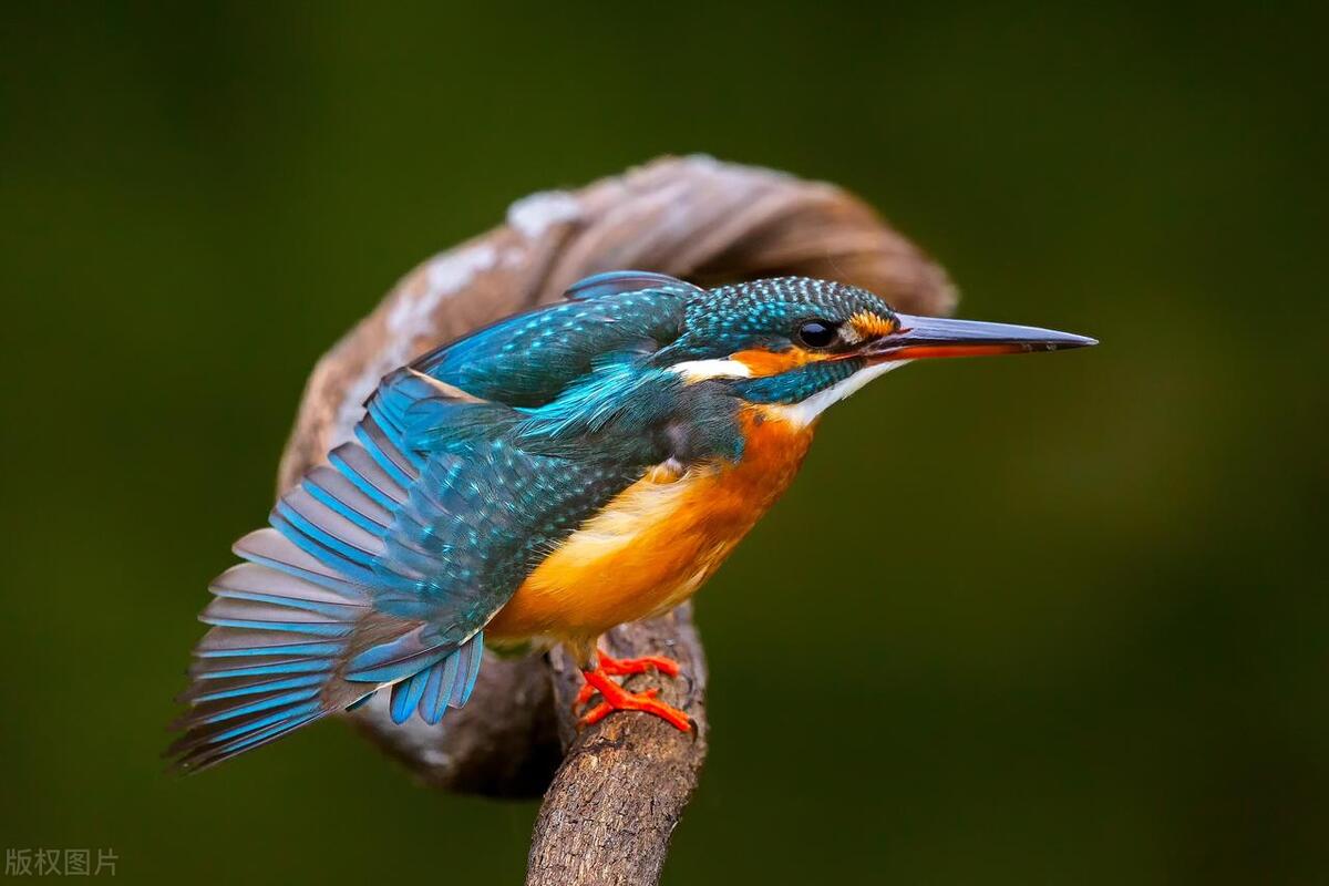 为什么鸟类有羽毛,为什么鸟类羽毛是彩色的