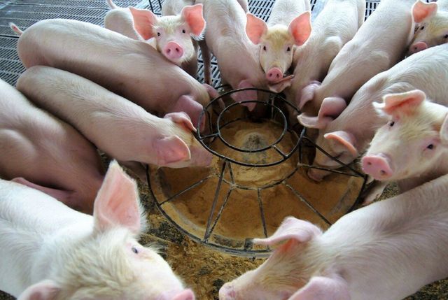 小猪瘦起不来,小猪不长反而越来越瘦怎么治