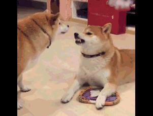 养一只柴犬好吗,柴犬可怕视频大全