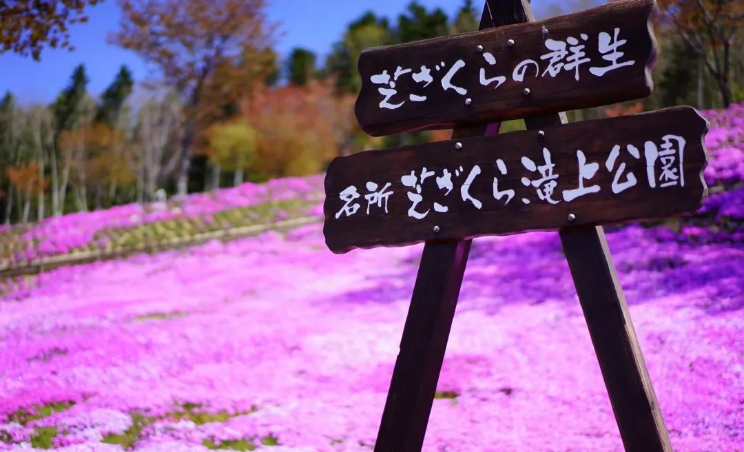 今年日本樱花还能看吗,日本4月底还有樱花看吗