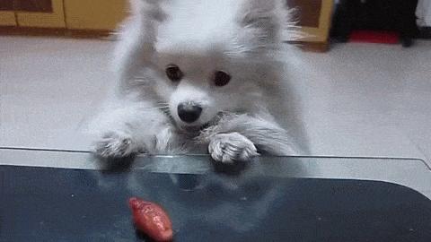 博美犬的饲养常识有哪些,博美犬优缺点有哪些表现