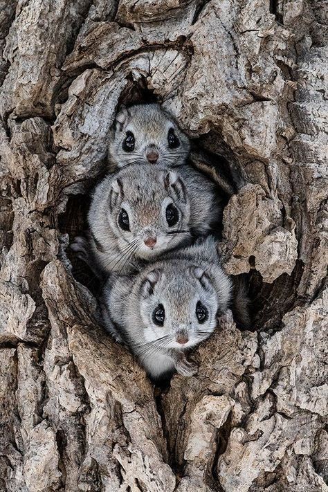 飞鼠-可以飞翔的松鼠，中国自古有之，但现在为什么却很少呢
