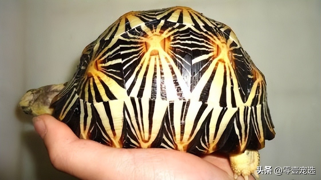 世界珍稀陆龟之辐射陆龟,饼干陆龟和辐射陆龟