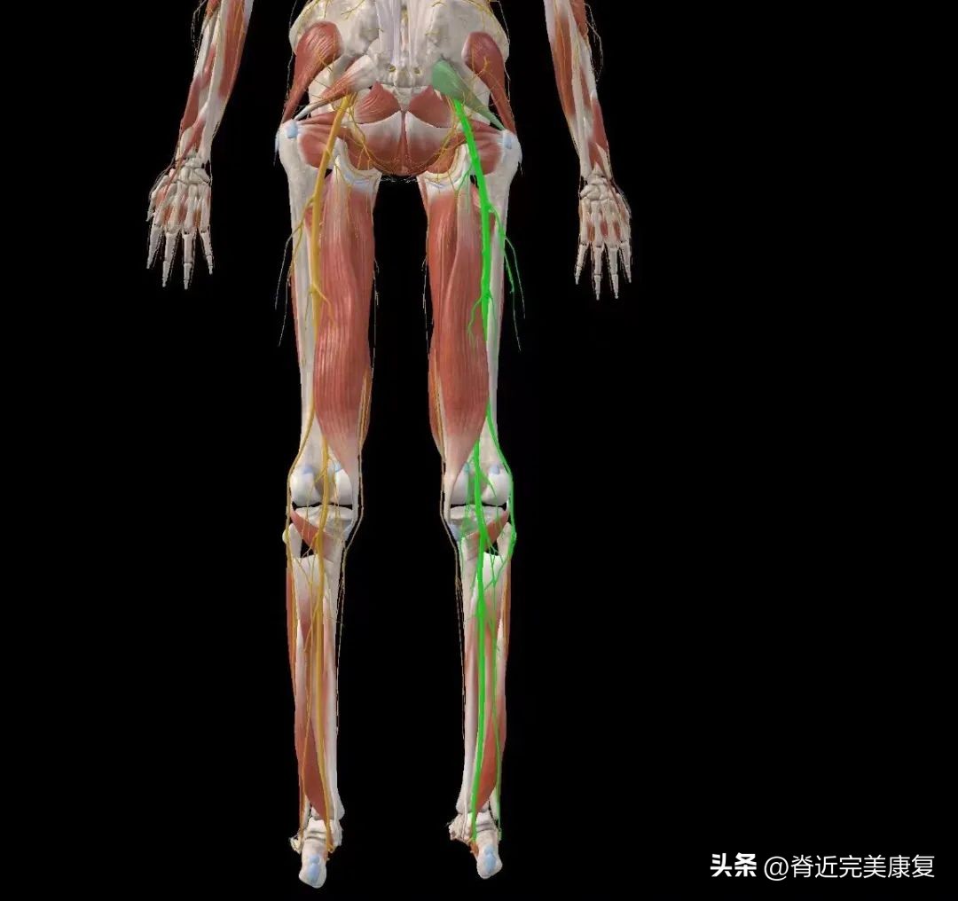 “阳康”后仍感觉疲劳、爬楼气喘？下肢发麻，警惕梨状肌综合征