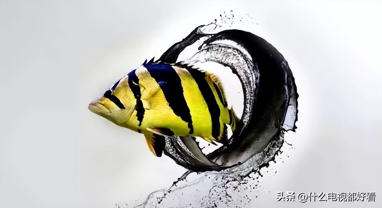 虎鱼从小饲养的正确方法,饲养虎鱼有哪些注意事项