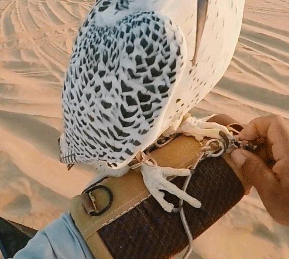 世界最奢侈的宠物狗,迪拜土豪的宠物鹰猎