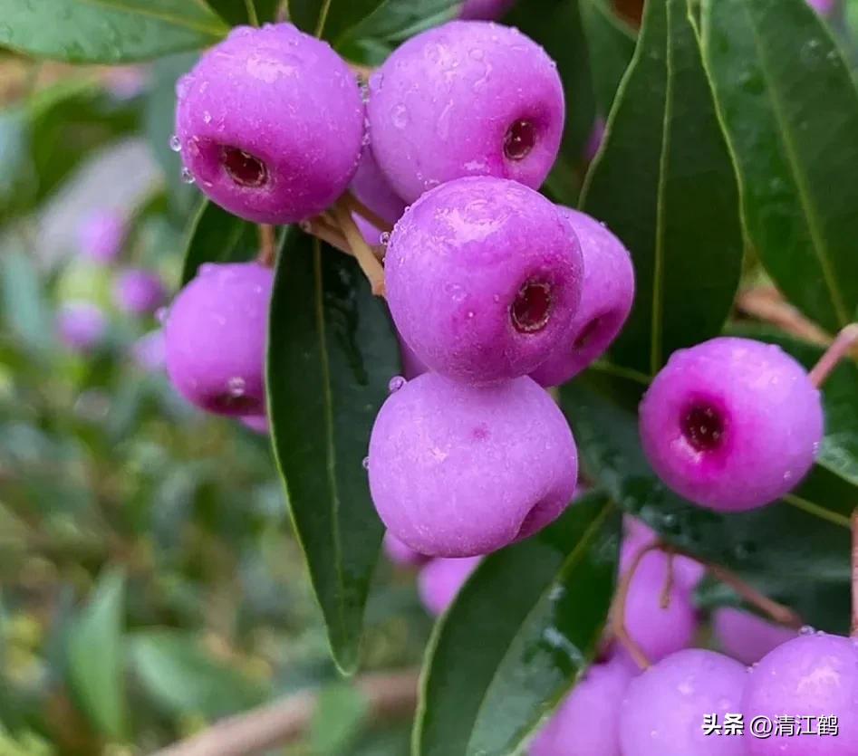 920使用方法哪些作物能用,920和什么混用效果好