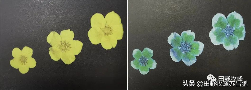 勤劳的小蜜蜂是怎么采蜜的,你见过蜜蜂采蜜的样子吗