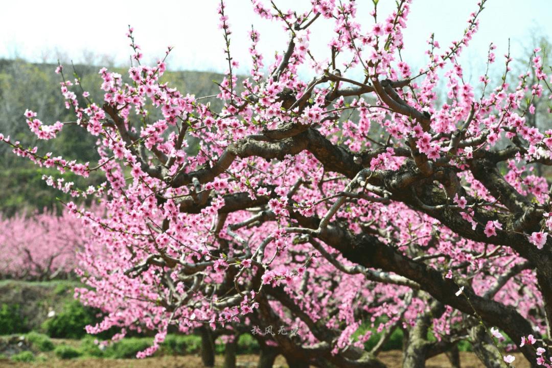 西安桃花观赏最佳地点,西安桃花潭公园桃花什么时候开