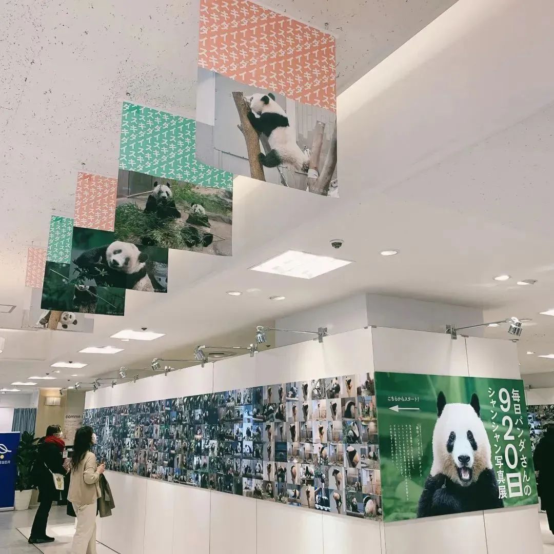 大熊猫香香回国日本民众哭着告别,大熊猫香香回国日本民众哭了