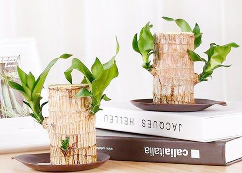 大学放假前自制装备给盆栽浇水,大学生放假前自制装备