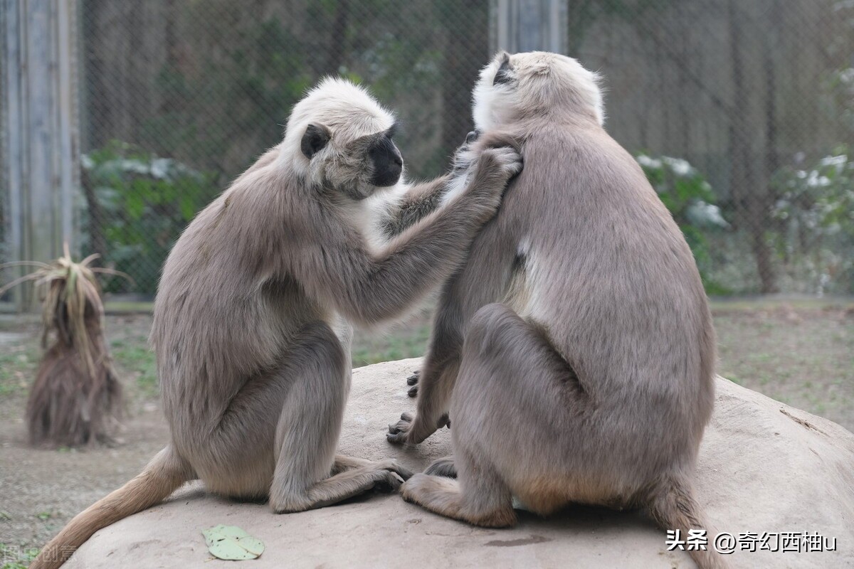 为什么哺乳动物没有鼻毛,为什么哺乳动物不长绿毛