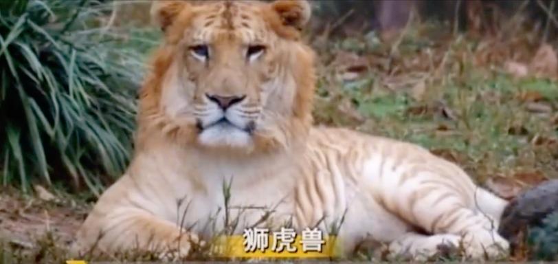 江西老农活捉神秘物种六不像,江西宜春老农上山捉到六不像