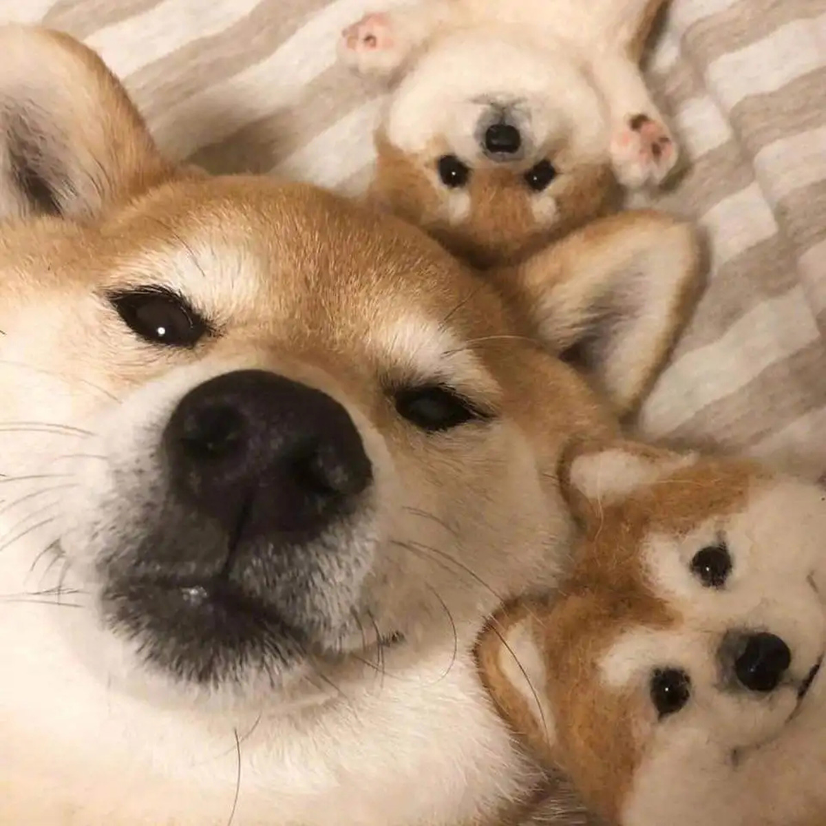 为什么狗的体型比猫的体型大,同等的体型狗跟猫哪个厉害