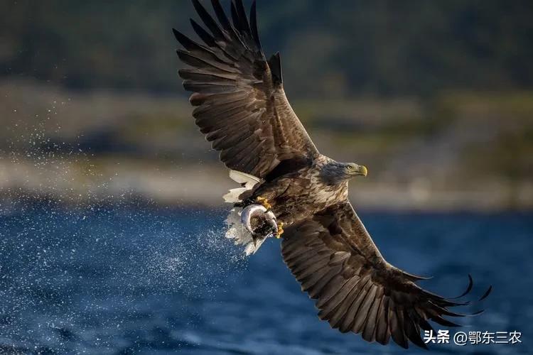 鹰是最凶猛的鸟,鹰的凶猛攻击