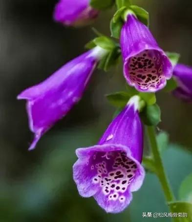 花儿朵朵开，香艳惹人爱，闻香觅花来，弄花香满衣