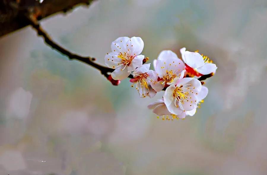 白梅花绽放视频,白梅花盛开