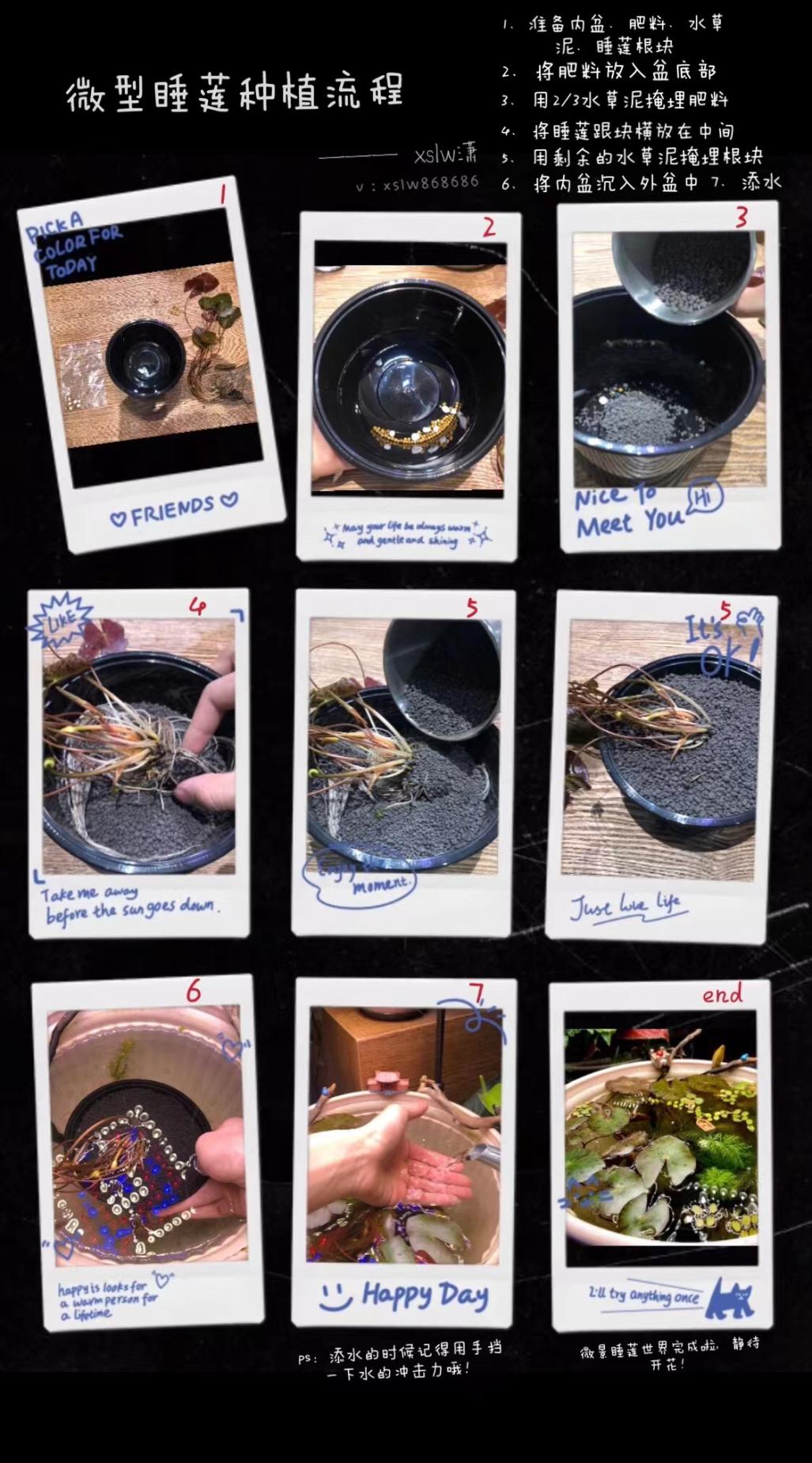 95后广东小伙痴迷睡莲育种,95后小伙痴迷睡莲育种