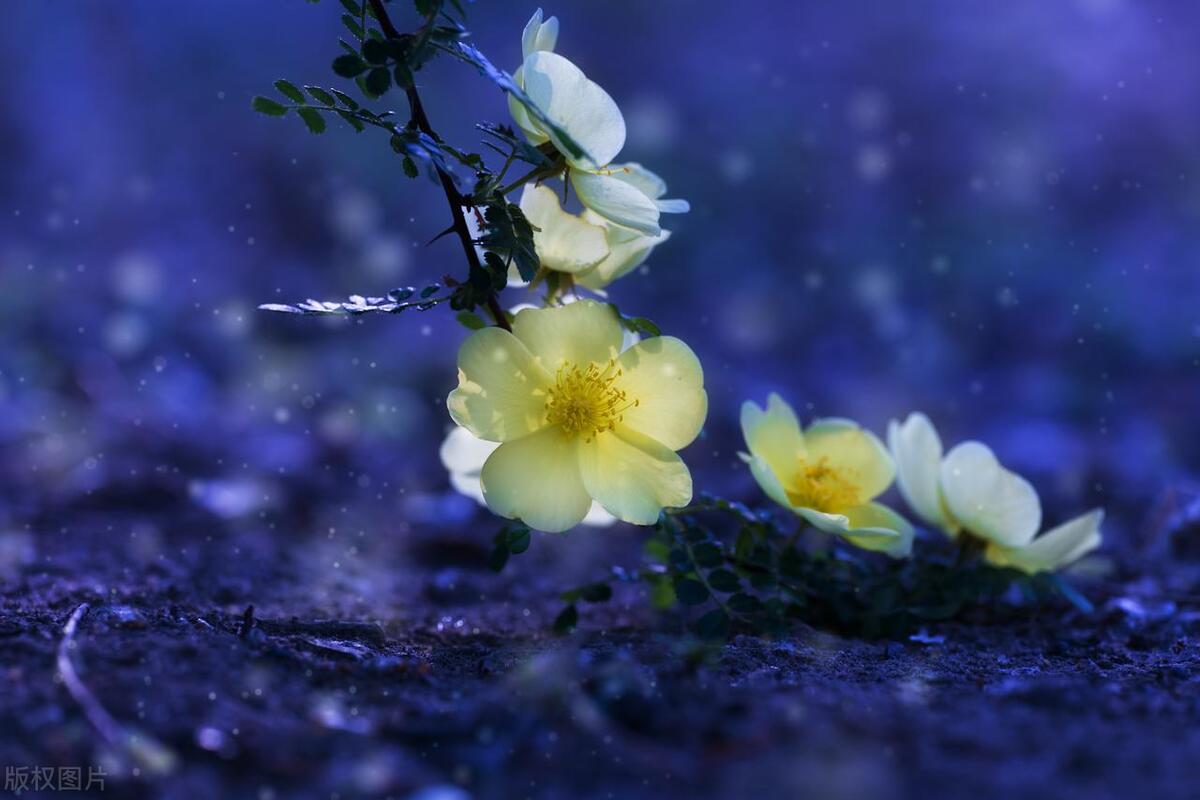 就算爱得卑微也不主动分手的星座,感情里最卑微的三大星座