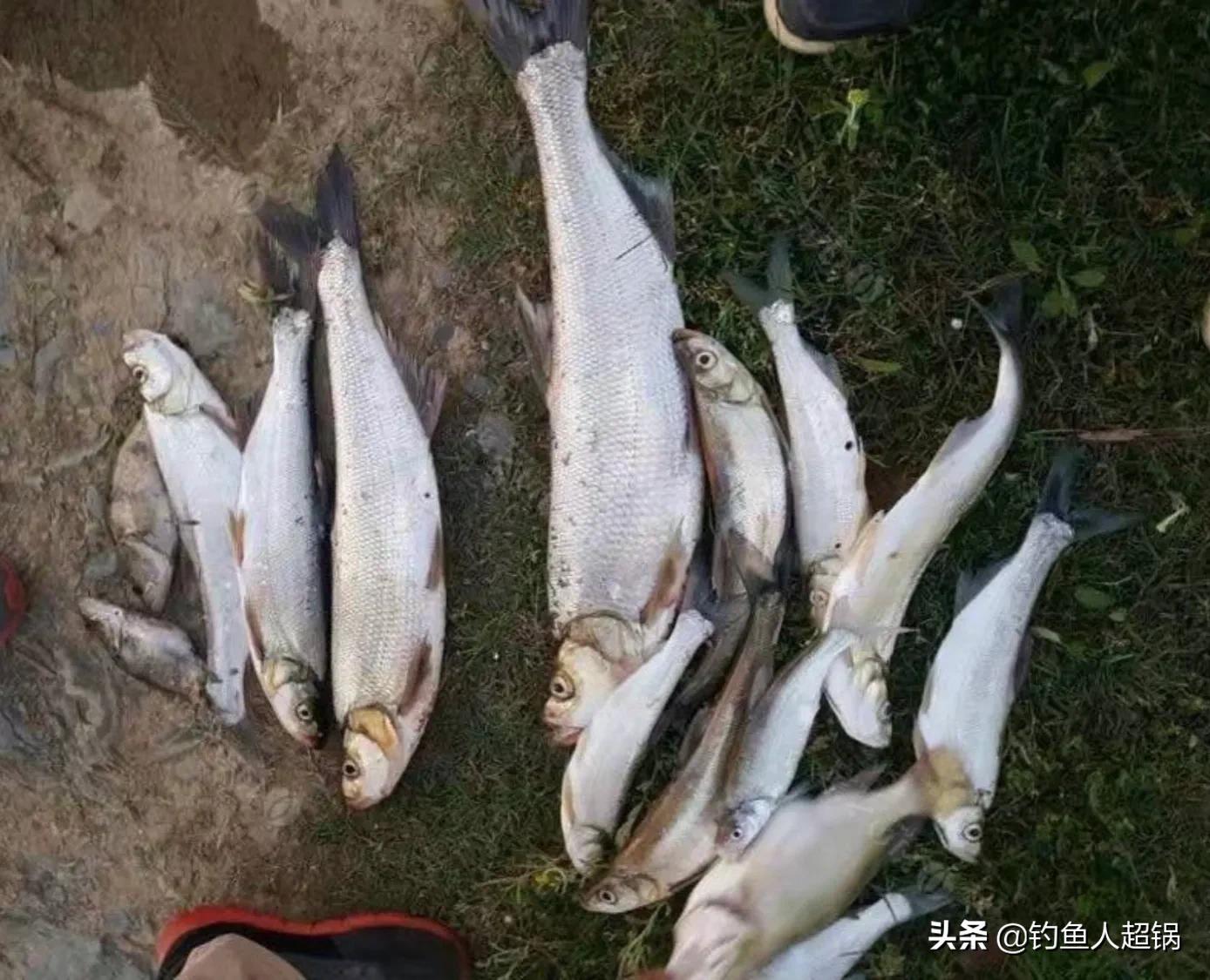 泥鳅钓鱼是白天好钓还是晚上好钓,泥鳅夜钓鱼的正确方法和技巧