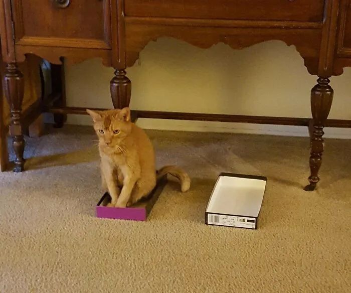 猫咪可爱萌图用猫猫的尾巴比心,可爱小猫猫超萌照片戴头套