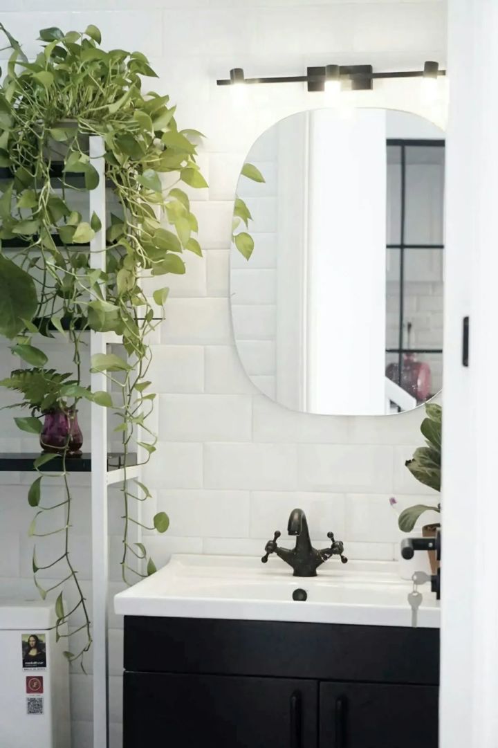 手残党也能养活的10种绿植,十种大家都在养易存活绿植