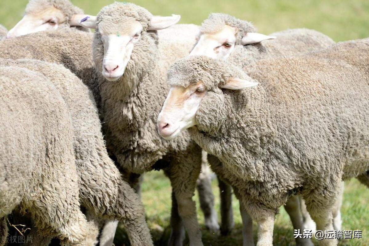 全球毛精纺龙头，新澳股份：多管齐下，能否再启新增速曲线？