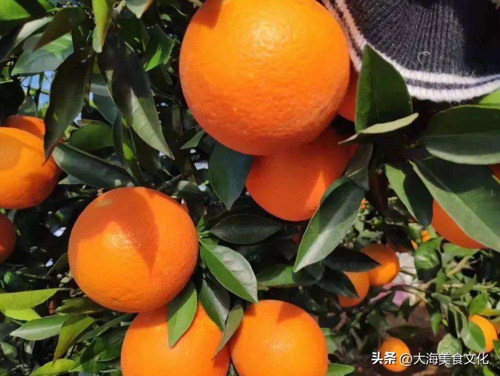 每个季节的应季水果一定要吃个够,现在吃什么水果最好是应季水果