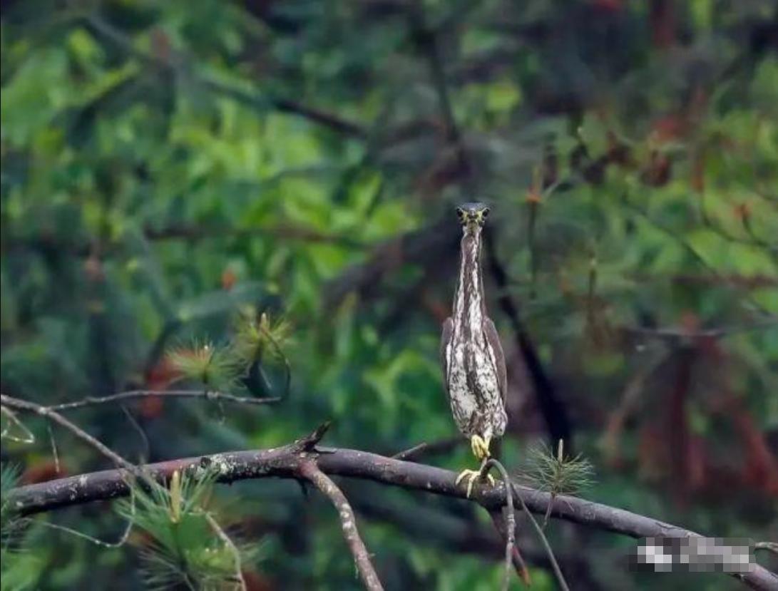 杭州钓鱼男子救人,广东男子在河边救下一只怪鸟