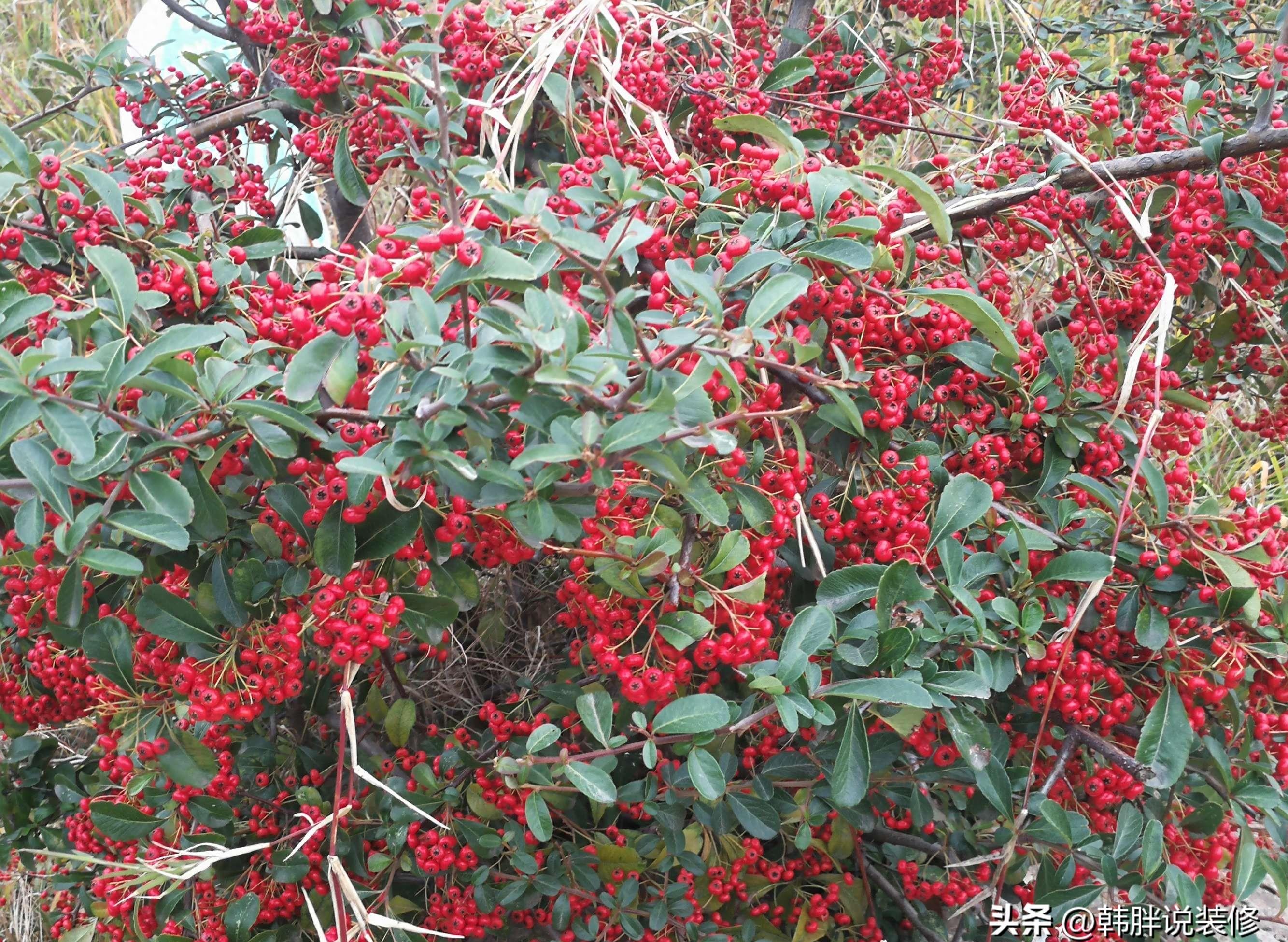 5种吉祥树,富贵吉祥树有哪些