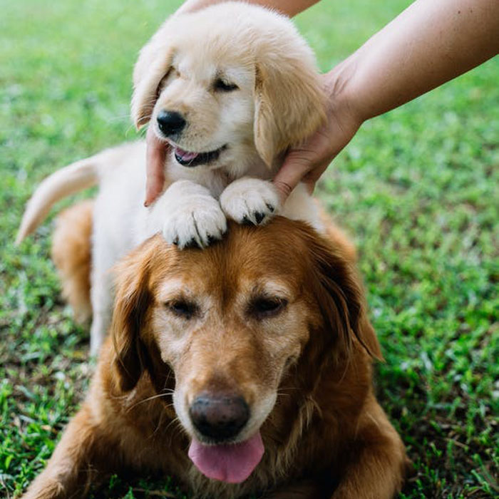 “同性恋”小狗被恐同主人遗弃，因祸得福，找到新的同性恋家庭