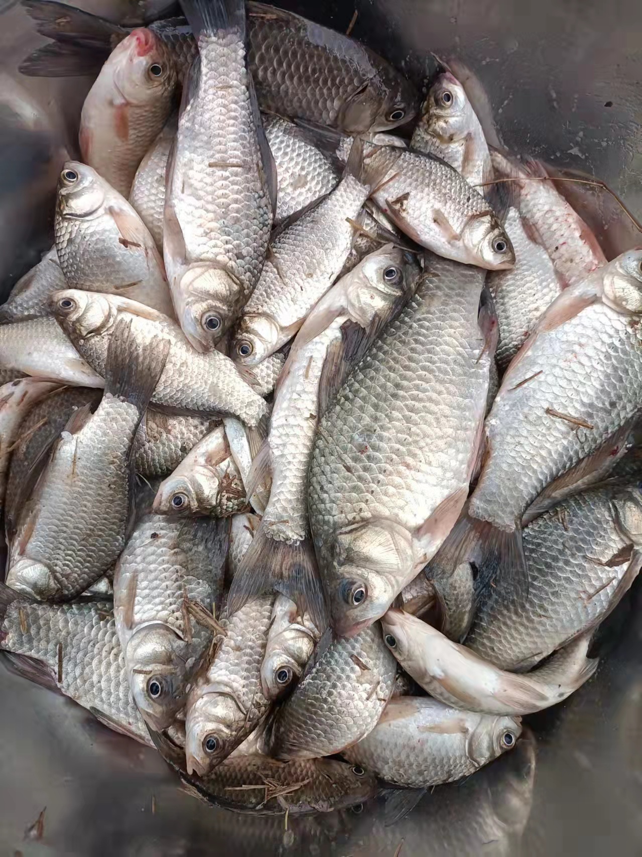 夏季钓鱼用什么添加剂最好,适合冬天钓鱼用的添加剂