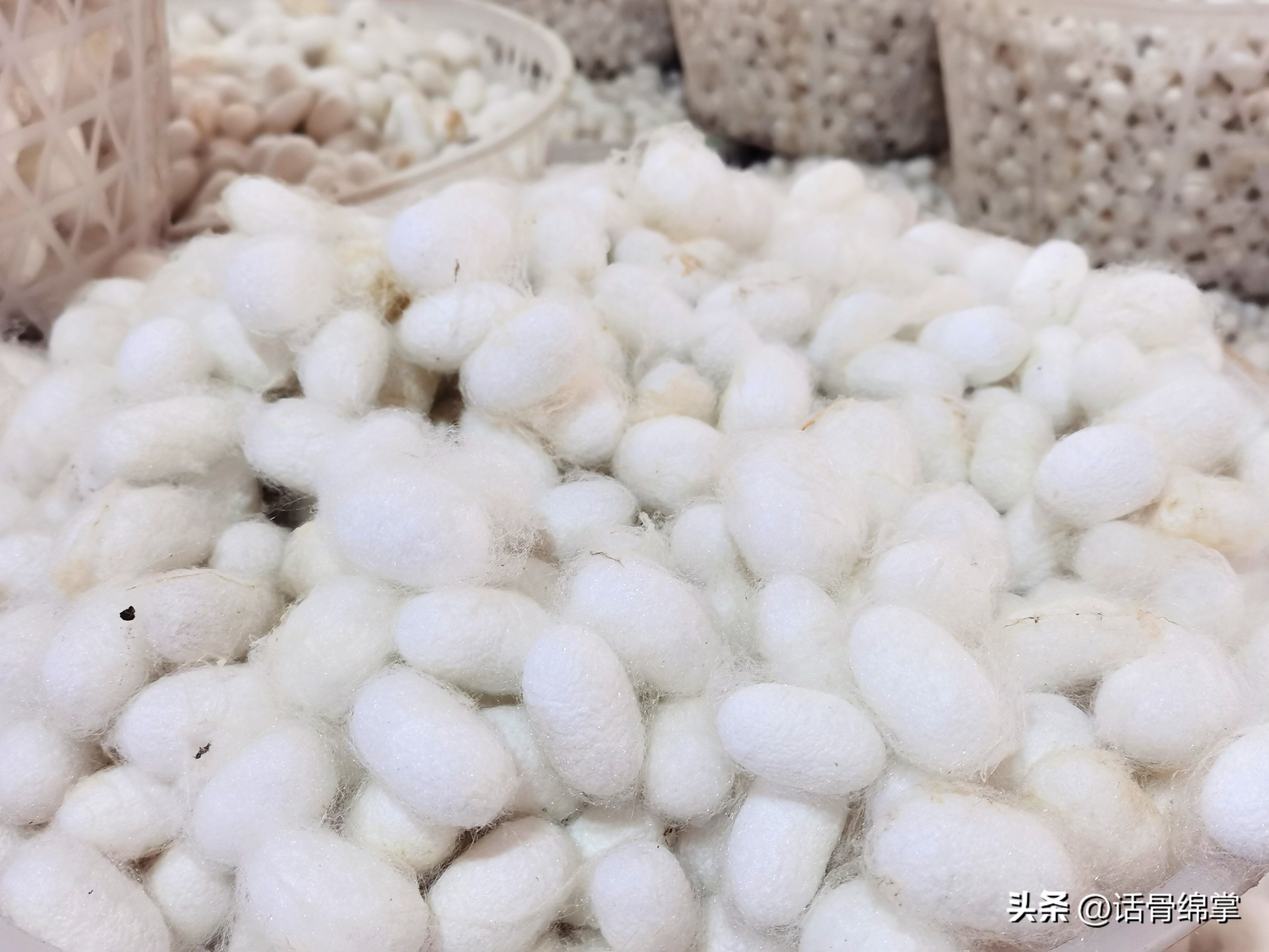 小春蚕结出“致富茧”蚕农增收有“丝”路