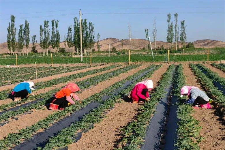 鎵撳ソ鑾茶棔缁忔祹鐗屽康濂戒骇涓氬瘜姘戠粡,楂樺彴鍒剁浜т笟淇冨啘澧炴敹