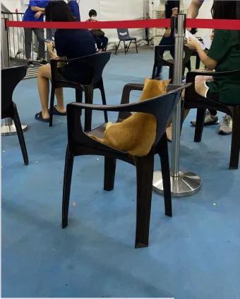 猫猫战胜猫瘟,不会说话的猫战疫